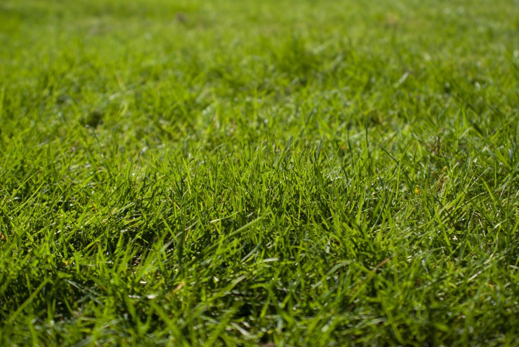 green lawn