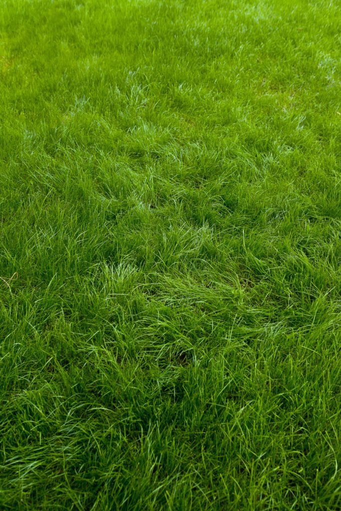 green turf lawn