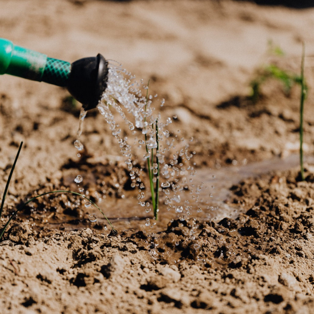 watering soil