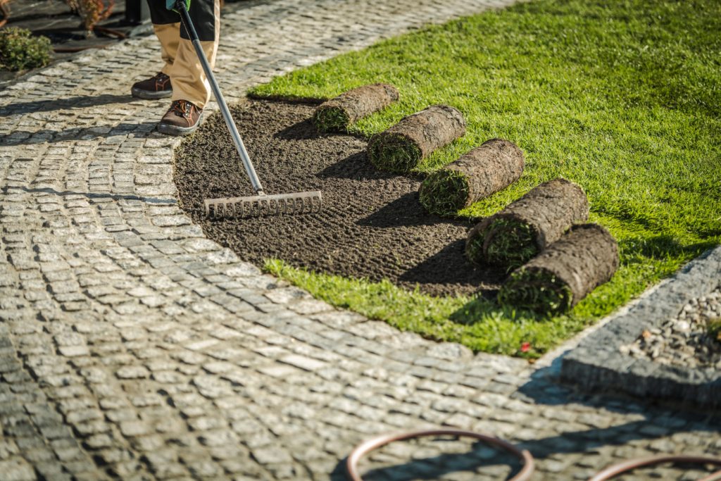 unrolling turf grass