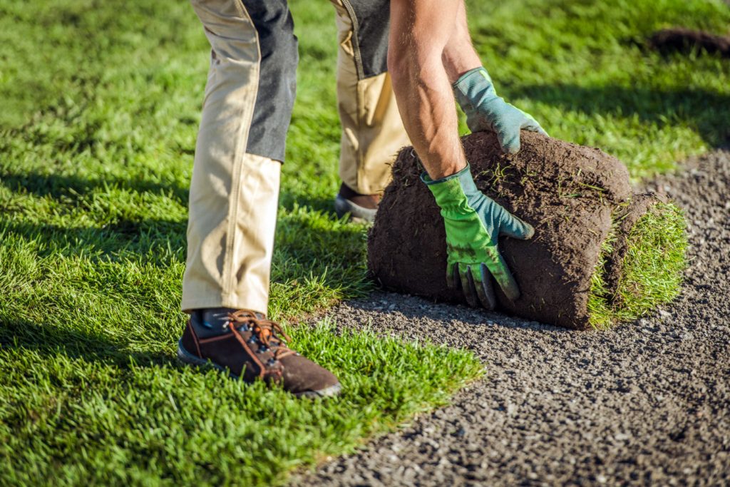 Laying sod