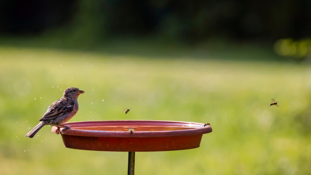 bird in birdbath with bees