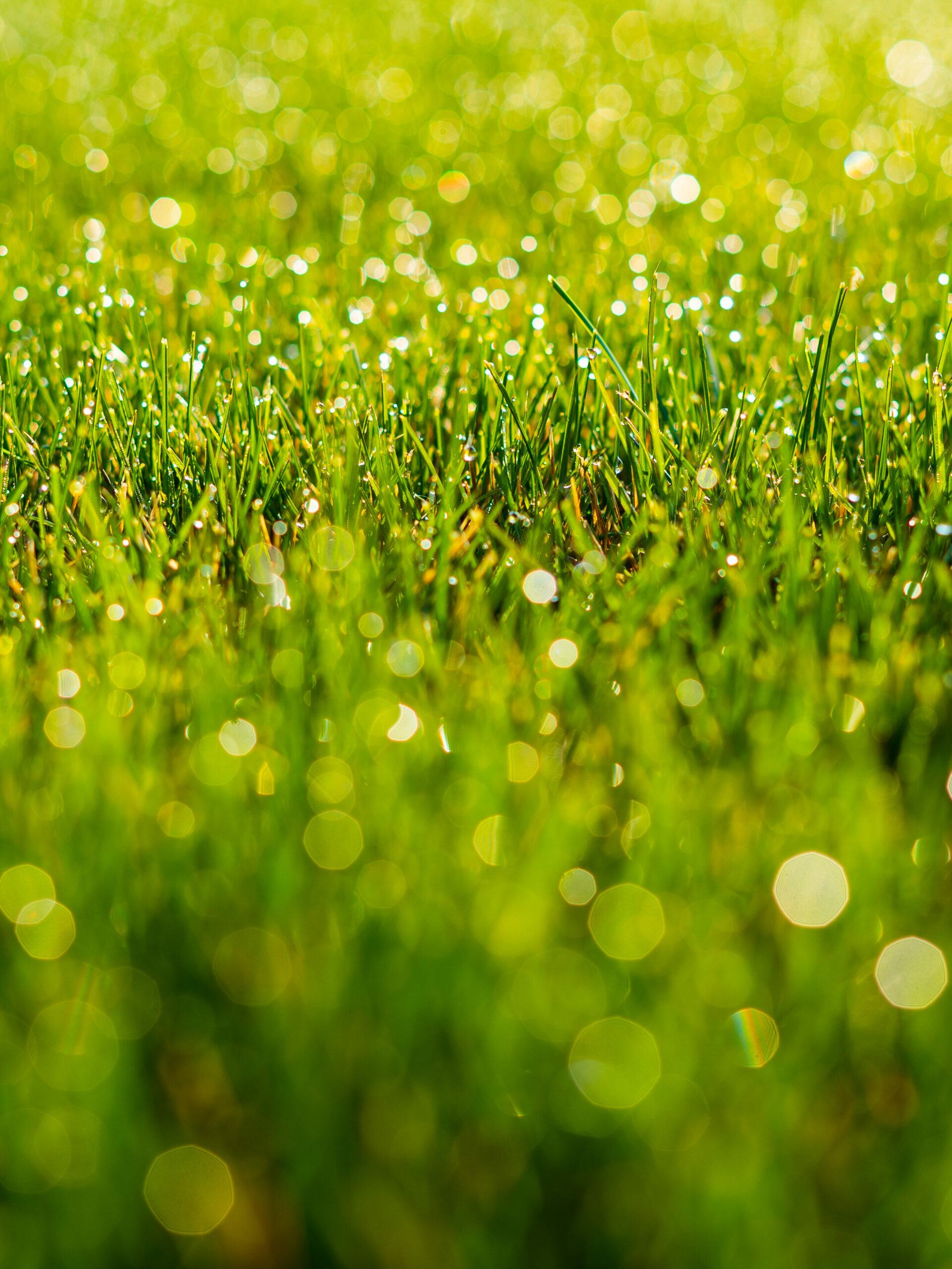 dewy grass