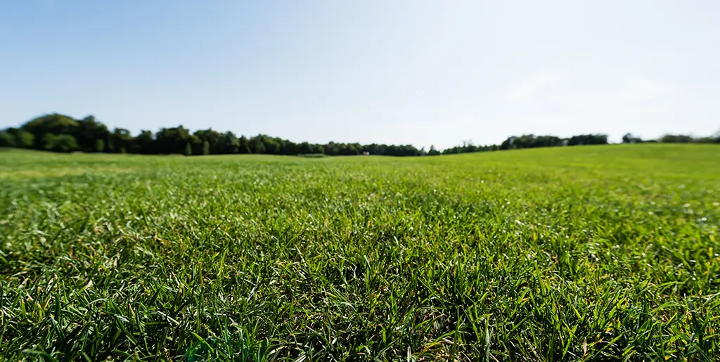 turf for local climate