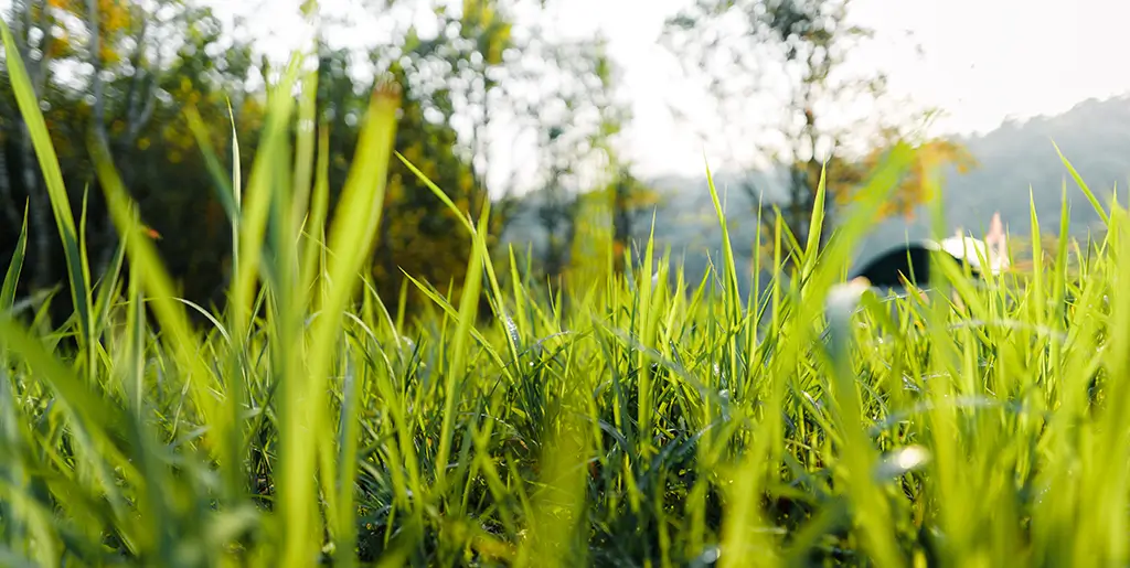 turf for local climate