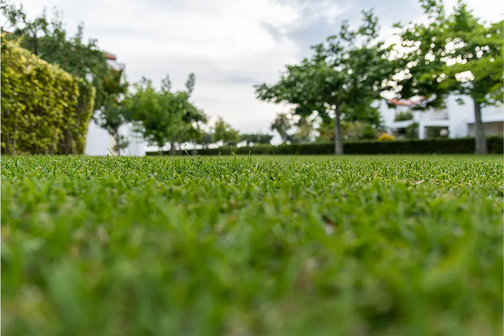 choosing turf