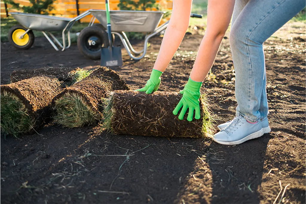 how to prepare soil for sod